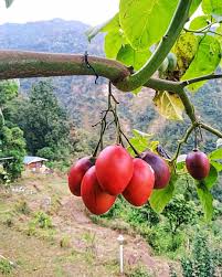  रुख टमाटर 